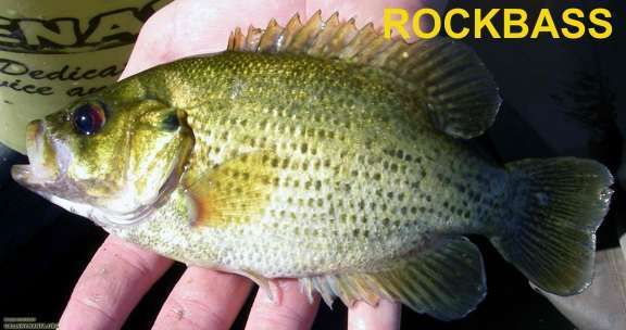 The identification of panfish
